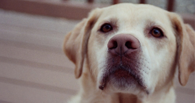 New insights into dog genetics