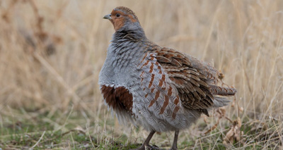 Ground-nesting birds suffer 'widespread declines'