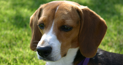Gene therapy used to treat dog blood disorder