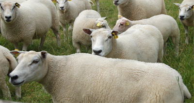 NFU reports ‘worst sheep worrying incident in living memory’