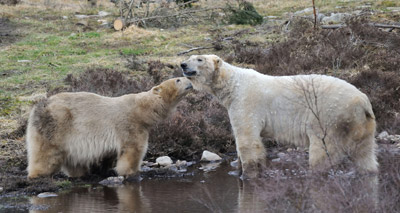 Polar bear breeding project gets underway