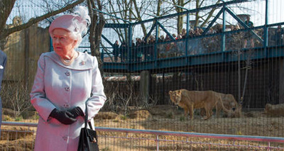 Royal opening for lion enclosure