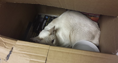 Siamese cat survives eight-day voyage… in the post