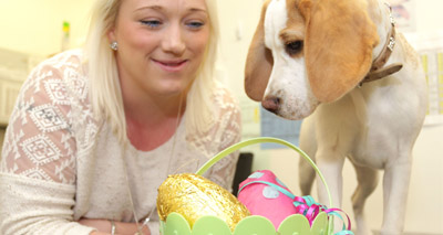 'Half a million dogs still fed chocolate'