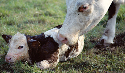 BVD testing compulsory in Northern Ireland