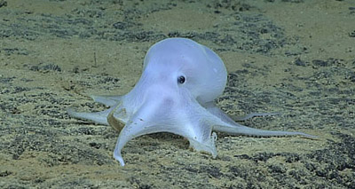 ‘Ghostlike’ octopus discovered near Hawaii