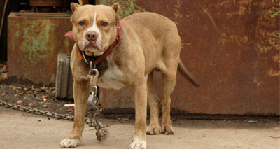 Tougher penalties for dangerous dog offences