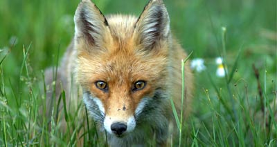 UK’s wildlife crime unit saved from closure