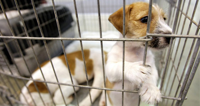 MPs call for a crackdown on the puppy trade