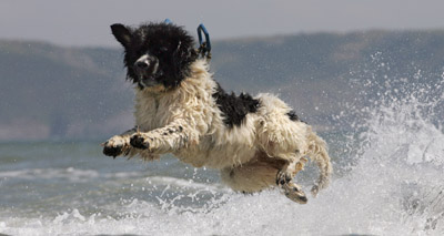 Life-saving dog receives posthumous OBE