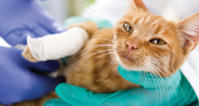 RSA ‘are putting profits before pets,’ vets warn