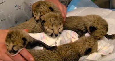 Cheetah cubs in critical care after C-section