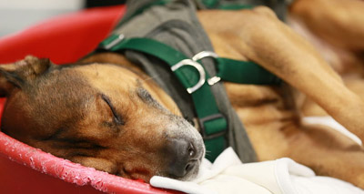 Charity rolls out nap time to reduce stress