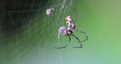 Spider diet more diverse than previously thought