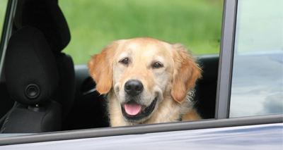 Response to dogs in hot cars petition