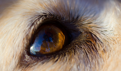 Study shows hope for future of inherited blindness