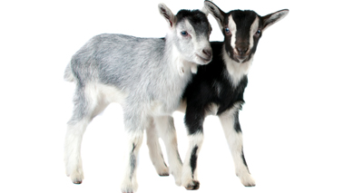 Goats get the thumbs down from US officials