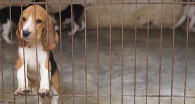 Study calls for action on illegal pet trade