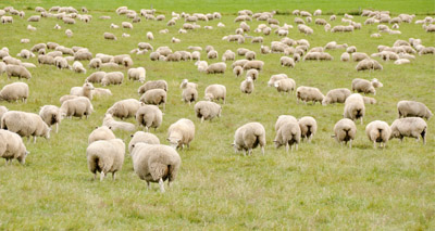 Sheep worrying incidents on the rise