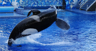 SeaWorld orca Tilikum dying after contracting infection