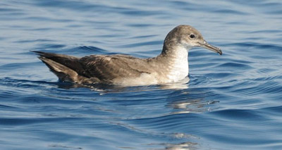 Rare seabird ‘on the road to extinction’