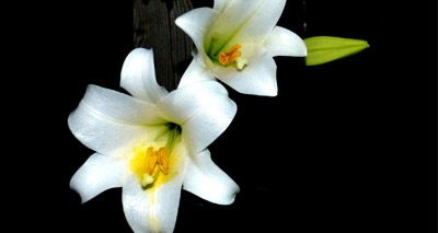 Dangers of the 'Easter lily'