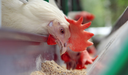 MEPs vote to curb antibiotic use in farming