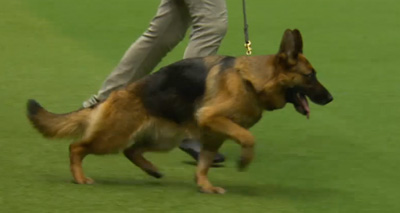 Controversy over Crufts 'best of breed'