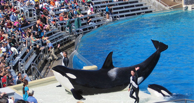 SeaWorld to end orca breeding programme