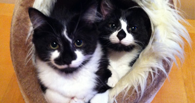Feline duo claw their way to the top