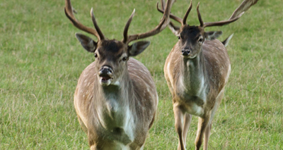 Red deer study reveals impact of inbreeding