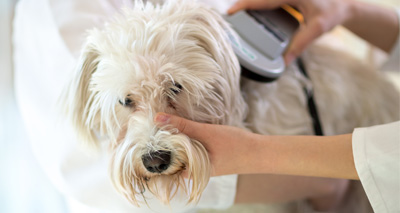 Update on microchipping and adverse reactions