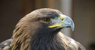 England's last golden eagle feared to have died