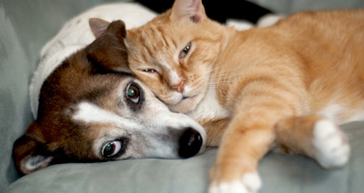 US canine influenza virus spreads to cats