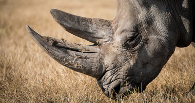 South Africa will not legalise trade in rhino horn