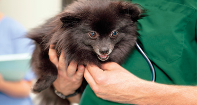 Veterinary nurses 'crucial' in emergency triage