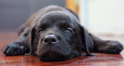 Age a key factor in rehoming dogs, study finds