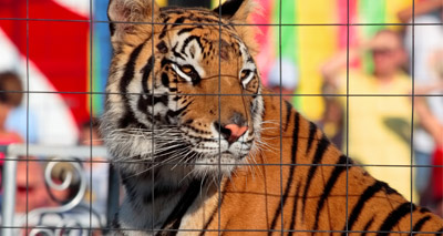 NGOs unite to end wild animal performances