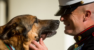 Heroic US Marine dog gets top medal