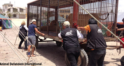 Abused lions return home to South Africa