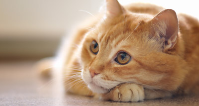 Study offers insights into treatment of FIP