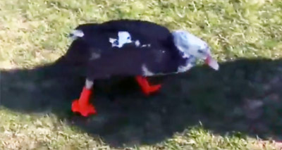 Technology teacher saves duck with 3D printed feet