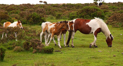 Ponies rescued from Bodmin Moor