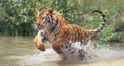 Tigers 'functionally extinct' in Cambodia