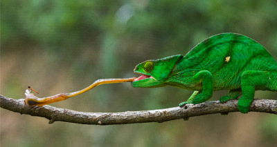 Study reveals 'elastic' secrets of chameleon’s tongue