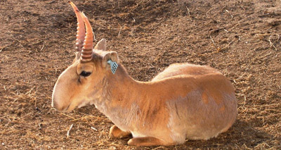 Mystery mass Saiga deaths explained