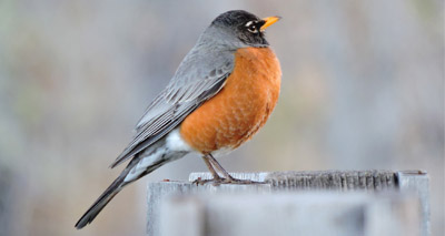 Common birds affected by climate change