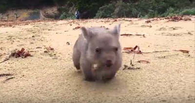 'Chief cuddler' sought for baby wombat