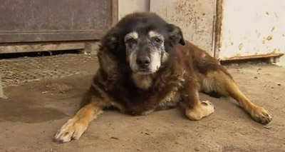 ‘Worlds oldest dog’ dies peacefully at 30