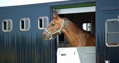 One in five horse box injuries fatal, data shows